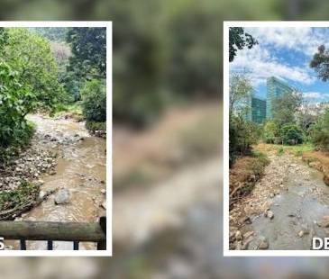 Este es el antes y después de la tala de árboles que habría ocurrido en La Presidenta, en El Poblado. FOTOS: CORTESÍA