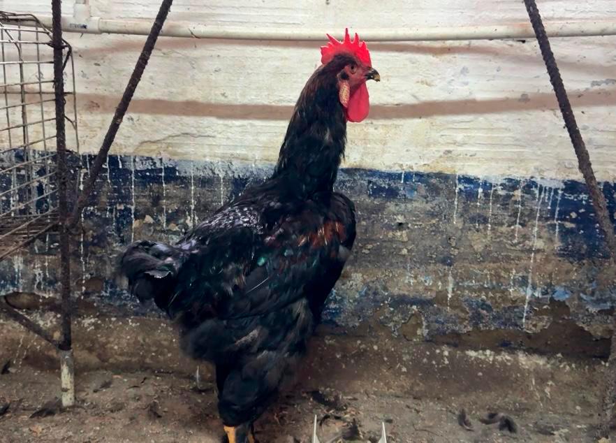 /FOTO: ALCALDÍA DE MEDELLÍN