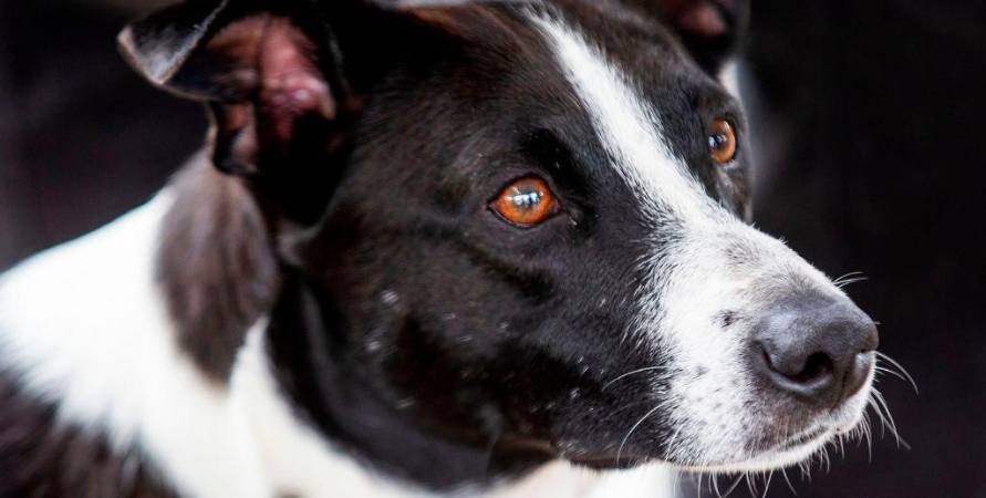 Mi perro tiene verrugas, ¿qué debo hacer?