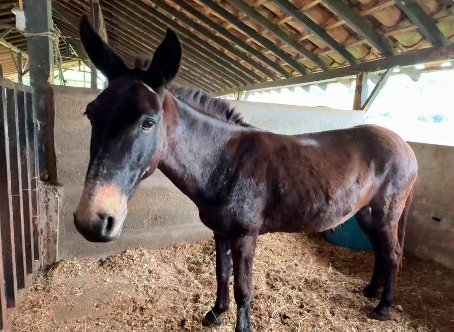 /FOTO: ALCALDÍA DE MEDELLÍN
