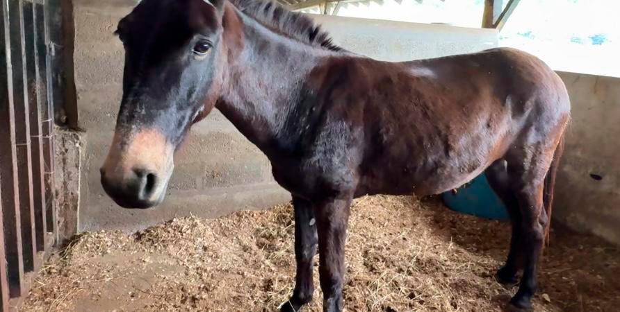 /FOTO: ALCALDÍA DE MEDELLÍN