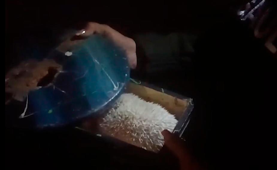 Momento del hallazgo del erizo albino. /FOTO: POLICÍA NACIONAL