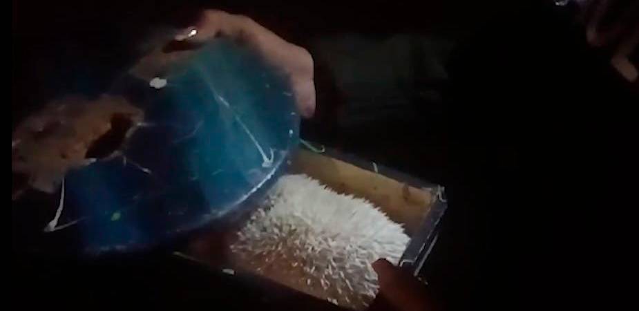 Momento del hallazgo del erizo albino. /FOTO: POLICÍA NACIONAL