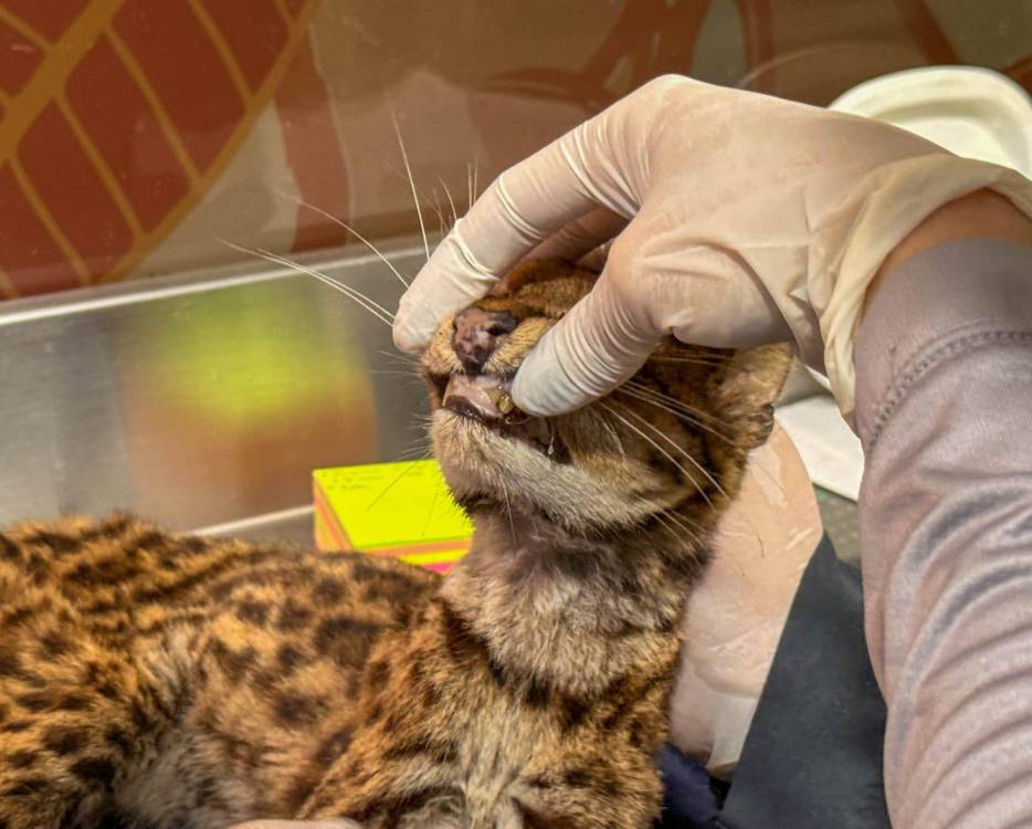 Como dijo el alcalde, al animal le cortaron los dientes. FOTO: ALCALDÍA DE MEDELLÍN