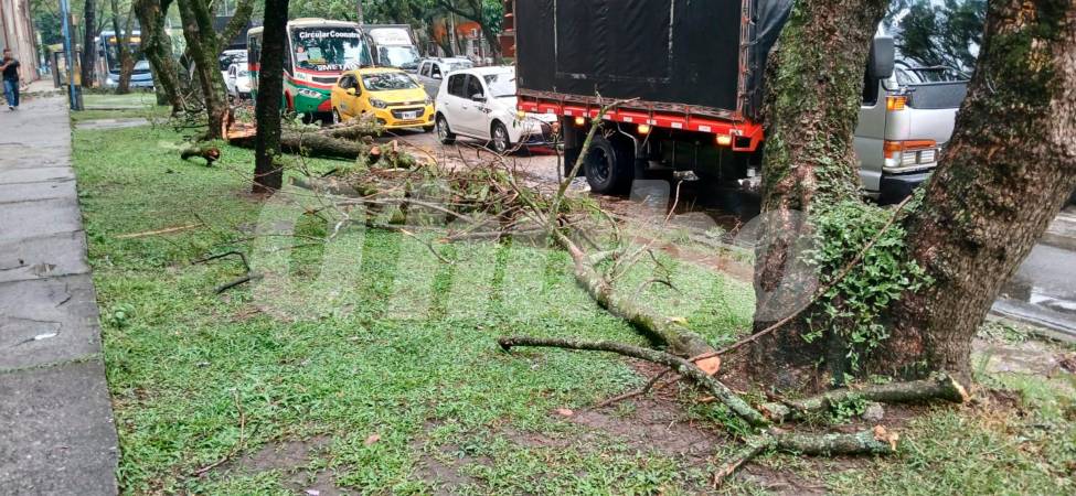 En los andenes quedaron pedazos de ramas. /FOTO: JENNIFER VILLAFAÑE